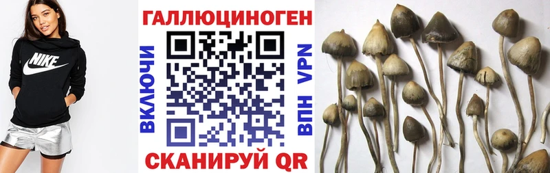 магазин продажи   Ворсма  Псилоцибиновые грибы прущие грибы 